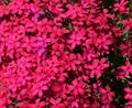 Phlox Douglasii